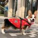 Buy Waterproof Dog Vest & Coat - Warm Winter Harness in 9 Colors | Christmas Special XXL - Buy Online on GoSupps.com