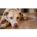 Dog Urinary Health Support - Chewable Cranberry Complex for Dogs - Advanced Urinary Tract Support - 90 Chews - International Shipping Available - Buy Online on GoSupps.com
