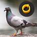 Buy Ancllo 200pcs 8mm No Numbers Birdsbone Tapes - Multicolored Clip-on Leg Rings for Pigeons & Parrots - 10 Color Mixed for Chicks - International Shipping Available - Buy Online on GoSupps.com