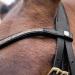 HORZE Lester Dressage Snaffle Bridle with Reins - Black Horse | Quality Equestrian Gear - Buy Online on GoSupps.com