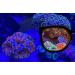 Aqua Medic Coral Glasses - Enhance Your Reef Experience | International Shipping Available - Buy Online on GoSupps.com