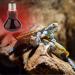 Tenlacum 40/50/60/75/100W Infrared Basking Spot Lamp Single Max Heat Reptile Red Bulb Light (40W) - Buy Online on GoSupps.com