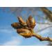 White Poplar Buds Tea | Populus Alba L | Bourgeons de Peuplier Blanc Tisane | Health Embassy (50g) - Buy Online on GoSupps.com