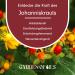 Organic St. John's Wort Oil - Natural Red Oil for Scars & Dry Skin Care - Made in Germany - 30 ml | Garden of Oils - Buy Online on GoSupps.com