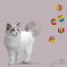 Rumyve 12 Pcs Rainbow Cat Toy Balls - Interactive Indoor Play Balls for Cats and Kittens - Buy Online on GoSupps.com