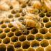 Buy Manuka Health Manuka Honey MGO 115+ 1.1 lb (500g) - Pure & Natural - Buy Online on GoSupps.com