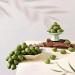 Grape Soap On A Rope Savon Au Raisin Sur Une Corde Savon De Grappe De Raisin Fait Main Pour Douche Soins Hydratants Et Nourrissants Pour Le Lavage Du Visage/corps-C-20 - Buy Online on GoSupps.com