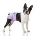 Flying Paws Disposable Dog Diapers Suitable for Dogs and Cats Adjustable Disposable Diapers 10-40 Pack (M-10 Pack) M 10.0