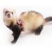 CHIPKART Small Pet Harness with Bowknot and Bell Decor No Pulling Comfort Vest Guinea Pig Harness and Leash Set for Ferret Rats Iguana Hamster(Black) - Buy Online on GoSupps.com