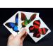 12 Sheets Large Butterfly Temporary Tattoos by Butterfly Utopia - 12 Count Pack - Buy Online on GoSupps.com