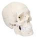 Life Size Human Head Skull Anatomical Model Upgraded Removable Human Adult Skull Head Bone Mold Anatomical Replica for Student Study Course Educational Study