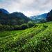 80g de cadeau Tieguanyin th Chine th vert organique naturel Oolong th cadeau emballage bo tes de fer emballage - Buy Online on GoSupps.com