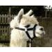 Kerbl Adjustable halter for alpaca red - Buy Online on GoSupps.com