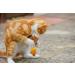 Petface Feather Tail Mice Cat Toy Pack of 2 2 Pack Mice - Buy Online on GoSupps.com