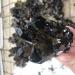Natural Crystal Cluster Amethyst Specimen ore Purple Black Quartz Stone Original Crystal Home Decoration NaturalReiki Decoration Full of Texture (Color : Purple Size : 600-700g) 600-700g Purple - Buy Online on GoSupps.com