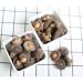 MushGarden Shiitake Mushroom Chips - Crispy & Crunchy Superfood Snack, Vegan & Non-GMO, All Natural with No Artificial Flavors or Preservatives - Low Calorie Wasabi Flavor (Pack of 8) - Buy Online on GoSupps.com