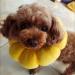 Adjustable Yellow Sunflower Cat Collar - Protective for Small Dogs After Surgery | Small Size - Buy Online on GoSupps.com