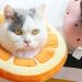 Soft Cat Recovery Collar Comfy Head Wound Healing Protective Collar for Cat Recovery After Surgery Adjustable Cute Neck Cone for Cats Kitten and Puppies(Orange S) - Buy Online on GoSupps.com
