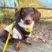 Bunty Medium Dog Harness & Puppy Harness - Durable Lightweight Design Breathable Comfy Padded Reflective Trim - Anti Pull Dog Harness Medium Lead Attachment Easy Fit - Yellow Medium Yellow - Buy Online on GoSupps.com