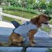 Izefia Dog Swimming Jacket - Protective Gray Swim Vest for Small & Large Dogs | Shark & Mermaid Design - Buy Online on GoSupps.com