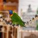 Vegan Bird Wood Ladder Toy with Landing Site - Ideal Bird Cage Accessories for Budgerigar Parrots Cockatiels & More - Buy Online on GoSupps.com