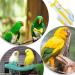 Bird Diaper Adjustable Watermelon Pattern Bird Flight Suit Washable Parrot Nappy for Pigeons Grey Machine Parrots Middle Kwai Parrots (L) - Buy Online on GoSupps.com