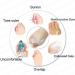 Pedimend Silicone Gel Toe Separator - Hallux Valgus Relief Pain Prevention for Men & Women - 2 Pairs Included - Buy Online on GoSupps.com