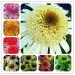 Fresh SEEDS 100pcs Echinacea Purpurea Flowers for Planting Mixed 1