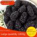 Zercumm Dry Mulberry 250G Mulberry Fruit Dry Mulberry Wild Super Soaking Water - Buy Online on GoSupps.com