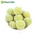 Organic Dried Scindapsus Aureus Flower - 50g | Green Roman Flower for Crafting Soaps & Candles | Non-Gento Herbal Decor - Buy Online on GoSupps.com