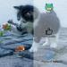 QYNuLi Clockwork Mouse Toy Plush Interactive Cat Toy Cute Moving Mouse Toy for Hard Surfaces and Flat Surfaces (Random Color) - Buy Online on GoSupps.com