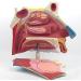 3 Times Anatomical Model of Nasal Cavity Showing Nasal Bone and Cartilage Section of Nasal Fronta and The Jaw are Represented - Buy Online on GoSupps.com