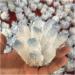 Natural Crystal Rough Natural Crystal Rough Natural Blue Phantom Quartz Cluster Loose Gemstone Crystal Crafts Stone 400g-500g for Home Decoration 1PC Light Grey - Buy Online on GoSupps.com
