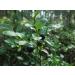 European Blueberry Leaf Tea | Airelle Feuille Tisane | Vaccinium Myrtillus L | Health Embassy (50g) - Buy Online on GoSupps.com