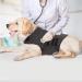 Kelivol fear coat for dogs anxiety alloy jacket soothing light changing vest used to keep comfort for dogs fear of fireworks / thunderstorm.(L dark gray) L dark gray