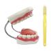 Youya dental 6-fold brushing Teaching model tooth decay Evolution Display tools for lessons and studies (non-removable teeth)) 6-fold teaching model
