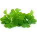 Buy W rzteufel Chlorophyll Extract - Pure Water-Soluble Alfalfa Extract from Germany | 40 ml | International Shipping Available - Buy Online on GoSupps.com