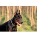 SGODA 22 inch 3.0mm Chain Dog Training Choke Collar - Buy Online on GoSupps.com