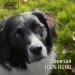 Buy Chewies Coffee Wood Caustab for Dogs - 100% Natural Chewing Bones & Durable Toys - XXS Size (Up to 3 kg) - Ideal Dog Accessories - Buy Online on GoSupps.com