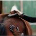 Buy Animalon Fur Care Glove Double Pack Innovative Rubber Grooming Tool for Horses & Dogs | Optimal Fur Change Helper - Buy Online on GoSupps.com