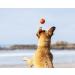 ChuckIt! Fetch Rubber Dog Ball Medley Strato Erratic Ultra Squeaker Balls for Dogs Durable High Bounce Launcher Compatible Dog Toy Gen 2 - 3 Pack Medium Multi Medium - Buy Online on GoSupps.com