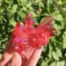 Crystal Hole Home Decoration Natural Crystal Red Angel Aura Quartz Cluster specimens Cured Titanium Coating Quartz Cluster Stones Crystal Hole (Size : 110-120g)