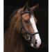 Shop Horseware Rambo Micklem Deluxe Competition Bridle - Black XL | Customizable Color & Size | International Shipping Available - Buy Online on GoSupps.com