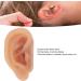 Ear Model Silicone Simulated Ear Model Ear Model with Display Stand Acupuncture Practice Tool for Piercing Display - Buy Online on GoSupps.com
