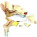 Human Ear Ear External Ear Middle Ear earner Ear Model Suitable for Medical Teaching - Buy Online on GoSupps.com