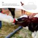 2PCS 68 oz Calves Nurser Bottles with Silicone Nipples - Farm Livestock Feeding Supplies - Buy Online on GoSupps.com