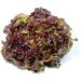 Portal Cool 60 Sementi d'insalata Red Oak Leaf Metodo Bio Insalata di Verdure Insalata - Buy Online on GoSupps.com
