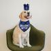 Dog Birthday Party Accessories - Reusable Bandana & Blue Crown for Small to Medium Dogs & Cats - Perfect Pet Outfits & Party Decorations - Buy Online on GoSupps.com