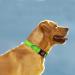 Taglory Soft Padded Neoprene Dog Collar for Medium Dogs - Adjustable Reflective Green - Ideal for Training | 1 Pack - Buy Online on GoSupps.com