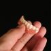 MMWMJWMB Cosmetic Fake Teeth Temporary Tooth for Snap Covering Missing Teeth Natural Shade Fit at Home Do it Yourself Smile Makeover-Default - Buy Online on GoSupps.com
